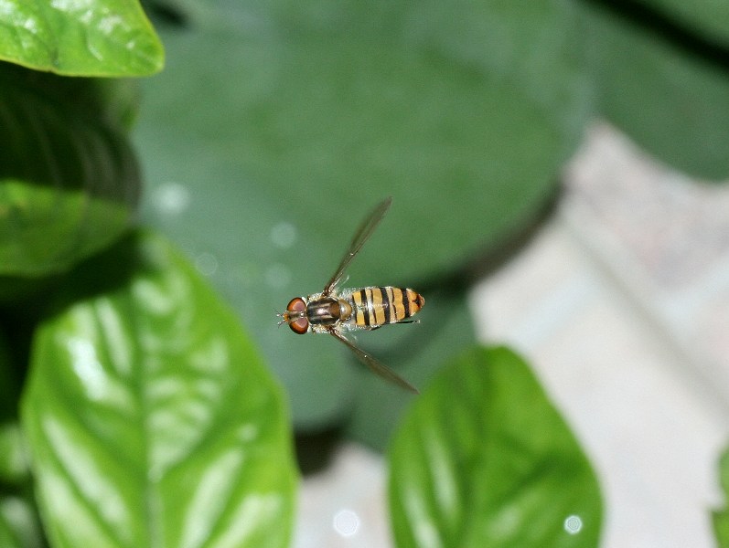 Episyrphus balteatus (Syrphidae)